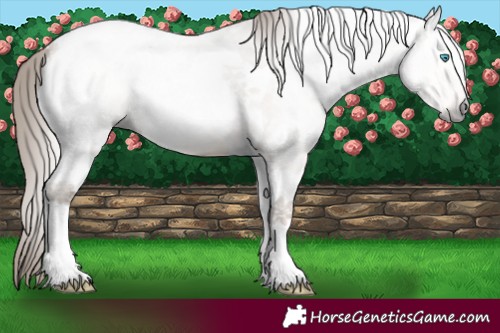 Horse Color:Gray Buckskin Pearl Tobiano 