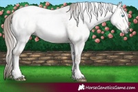 Horse Color:Gray Buckskin Pearl Tobiano