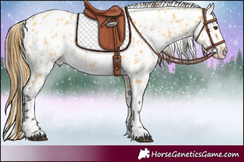 Horse Color:Buckskin Dun Appaloosa 