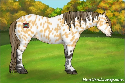 Horse Color:Buckskin Appaloosa 