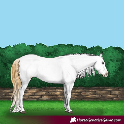 Horse Color:Buckskin Appaloosa 