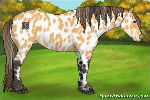 Horse Color:Buckskin Near Leopard 