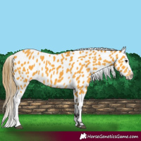Horse Color:Buckskin Appaloosa 