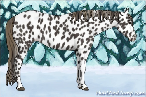 Horse Color:Smoky Black Appaloosa 