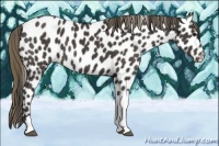 Horse Color:Smoky Black Appaloosa 