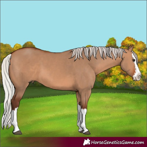 Horse Color:Silver Brown Dun Splash 