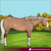 Horse Color:Silver Brown Dun Splash 