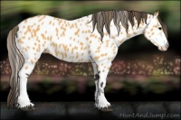 Horse Color:Buckskin Appaloosa 