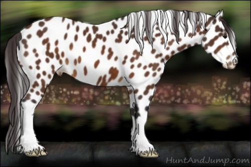 Horse Color:Buckskin Leopard 