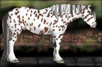 Horse Color:Buckskin Leopard 