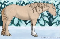 Horse Color:Perlino 