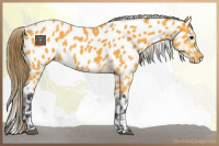 Horse Color:Buckskin Appaloosa 