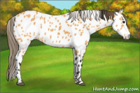 Horse Color:Buckskin Near Leopard 