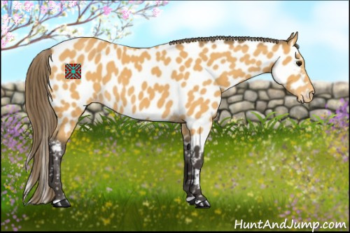 Horse Color:Buckskin Near Leopard 