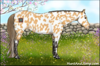 Horse Color:Buckskin Near Leopard 