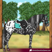 Horse Color:Black Appaloosa
