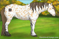 Horse Color:Buckskin Appaloosa 