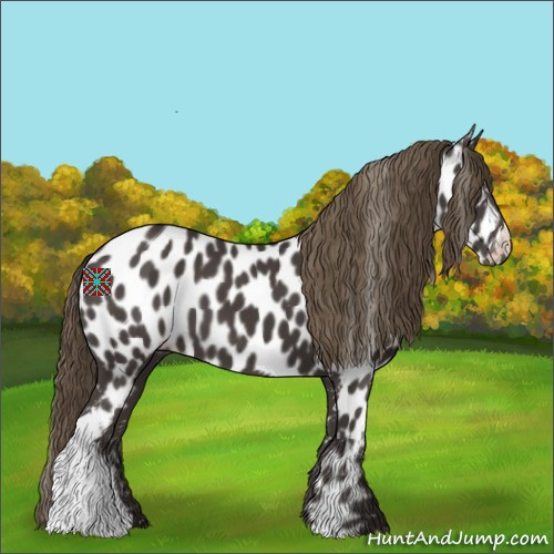 Horse Color:Smoky Black Appaloosa 