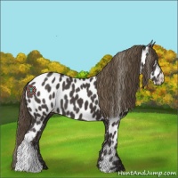 Horse Color:Smoky Black Appaloosa 