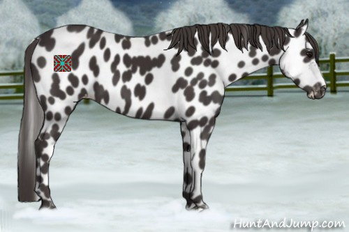 Horse Color:Smoky Black Leopard