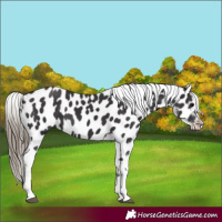 Horse Color:Smoky Black Appaloosa 