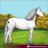 Horse Color:White Spotted Red Dun Mushroom Appaloosa 