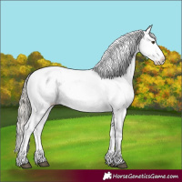 Horse Color:White Spotted Red Dun Mushroom Appaloosa 