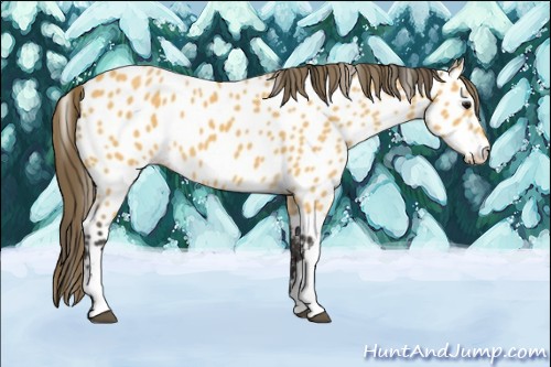Horse Color:Buckskin Appaloosa 