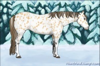 Horse Color:Buckskin Appaloosa 