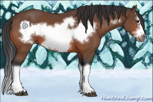 Horse Color:Bay Splash Frame 