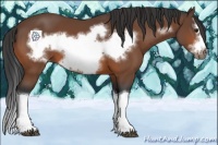 Horse Color:Bay Splash Frame 