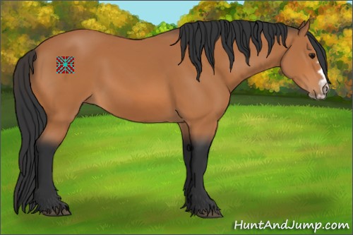 Horse Color:Bay Splash Frame 