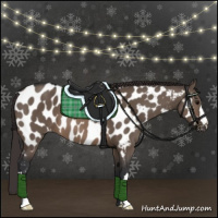 Horse Color:Brown Dun Appaloosa 