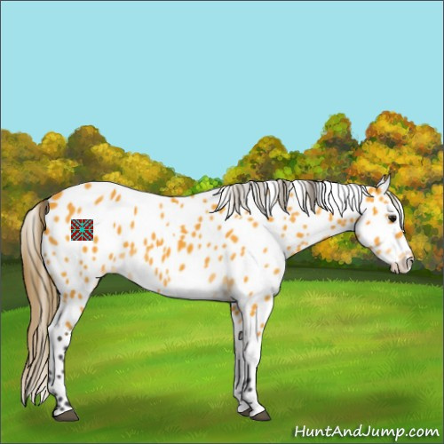 Horse Color:Buckskin Leopard