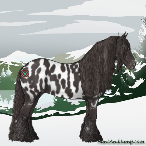 Horse Color:Smoky Black Appaloosa 
