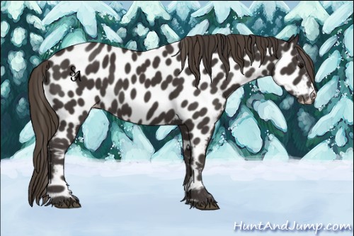 Horse Color:Smoky Black Appaloosa