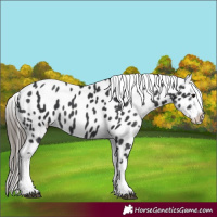 Horse Color:Black Appaloosa 