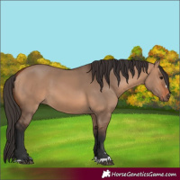 Horse Color:Unknown 