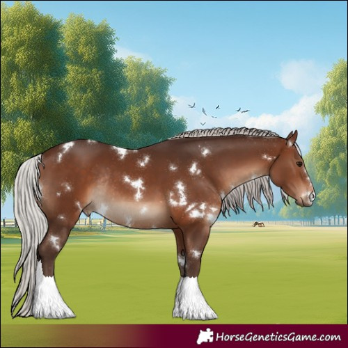 Horse Color:White Spotted Silver Brown Rabicano 