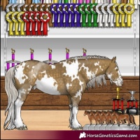 Horse Color:White Spotted Silver Buckskin Dun Sabino 