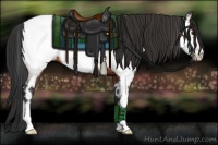 Horse Color:Bay Appaloosa Rabicano 