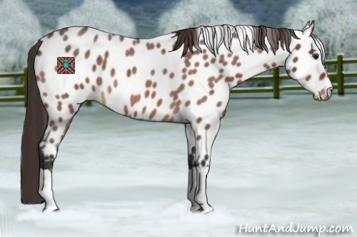 Horse Color:Buckskin Roan Appaloosa 