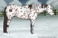 Horse Color:Buckskin Roan Appaloosa