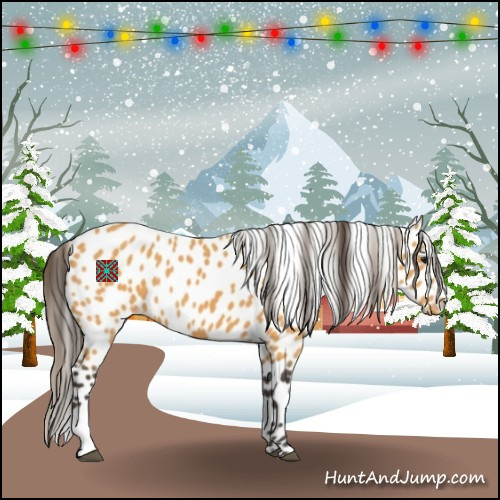 Horse Color:Buckskin Appaloosa 