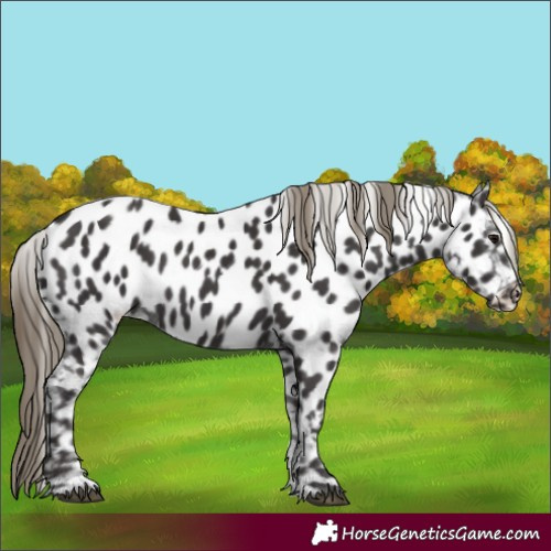 Horse Color:Smoky Black Appaloosa