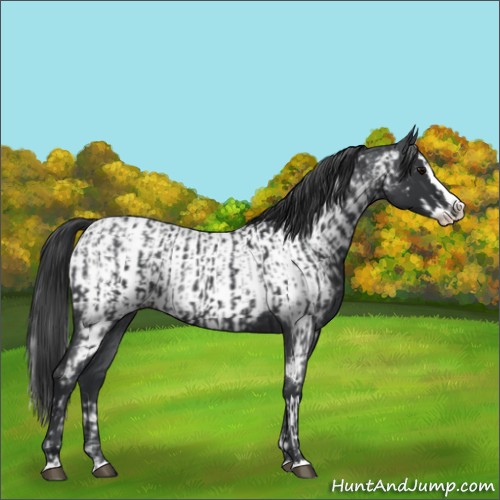Horse Color:Blue Roan Sabino Splash  and Blue Roan Sabino Splash Near Leopard 
