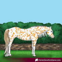 Horse Color:Buckskin Appaloosa 