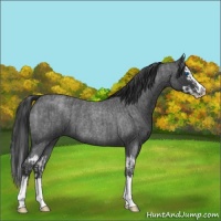 Horse Color:Blue Roan Sabino Splash  and Blue Roan Sabino Splash 