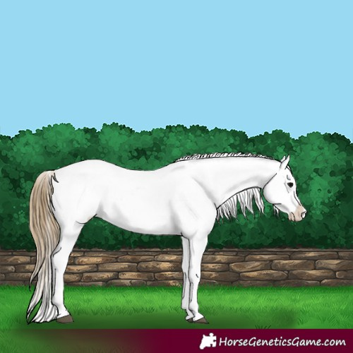 Horse Color:Smoky Black Near Leopard