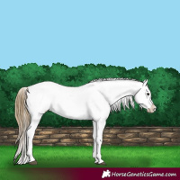 Horse Color:Smoky Black Near Leopard 